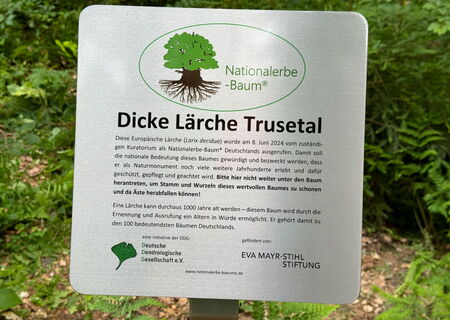 Infotafel zur Dicken Lärche
