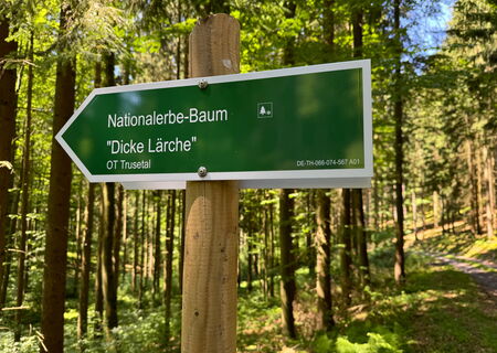 Wanderwegweiser zur Dicken Lärche bei Trusetal