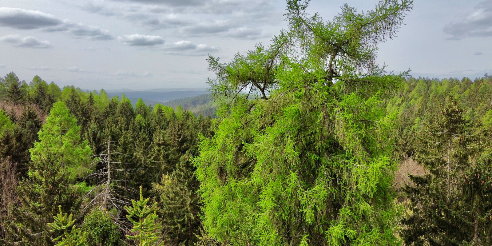 Dicke Lärche bei Trusetal